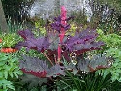 Rheum palmatum tanguticum